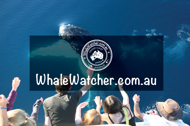 Whale Watcher